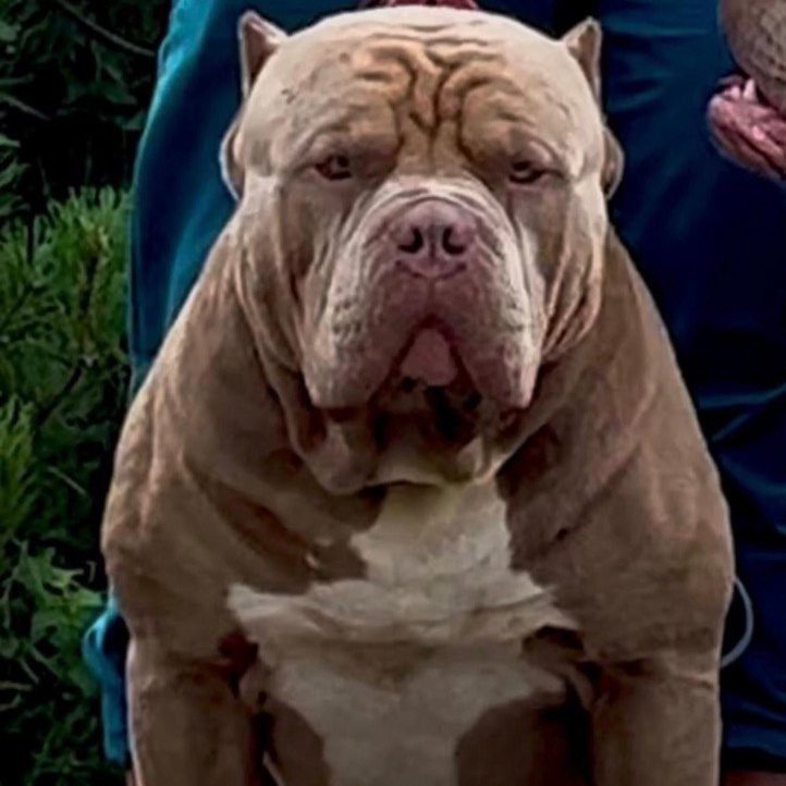 Наши собаки. Американские булли XL в г. Калининград. Питомник Great Bully UNIVERSE