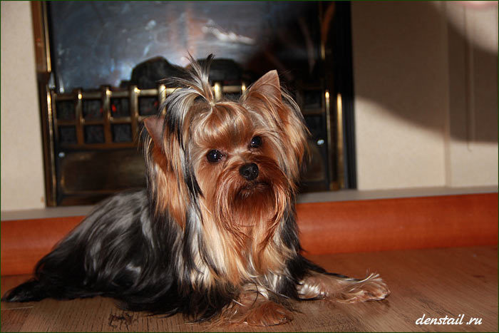 2009-2010 г Результаты выставок. Питомник Йоркширских терьеров Дэнстайл в Санкт-Петербурге заводчик Тих