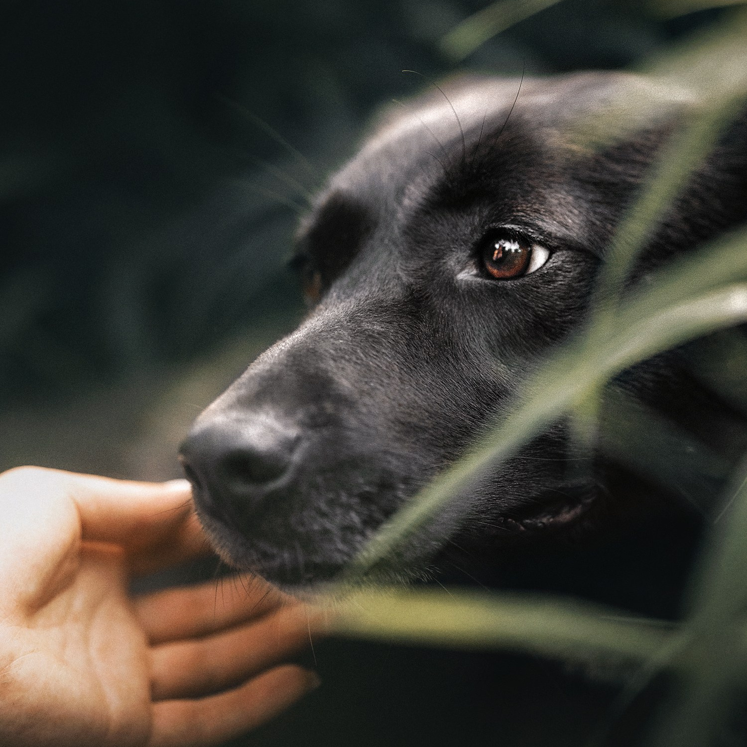 Book a photo shoot. Photos of you and your pet