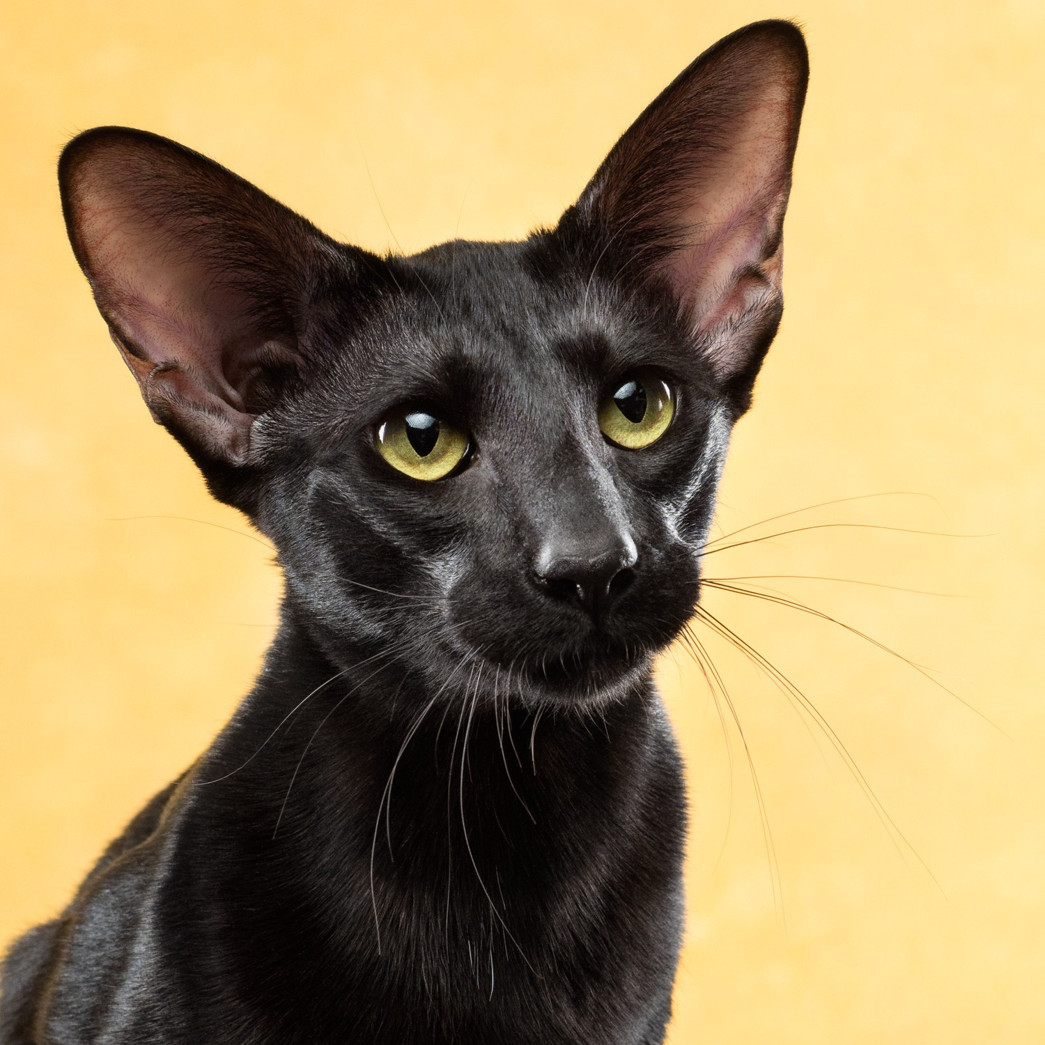 Обучение. Фотограф животных и людей в Санкт-Петербурге Дарья Быстрицкая