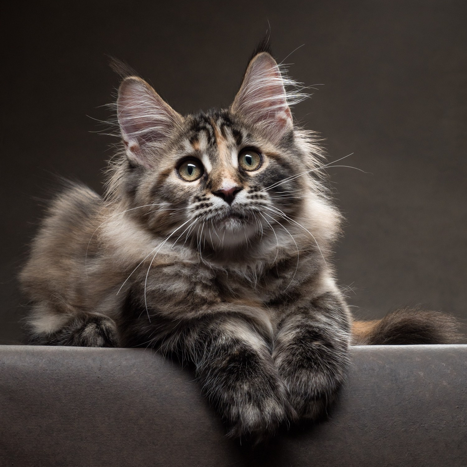 Обучение. Фотограф животных и людей в Санкт-Петербурге Дарья Быстрицкая