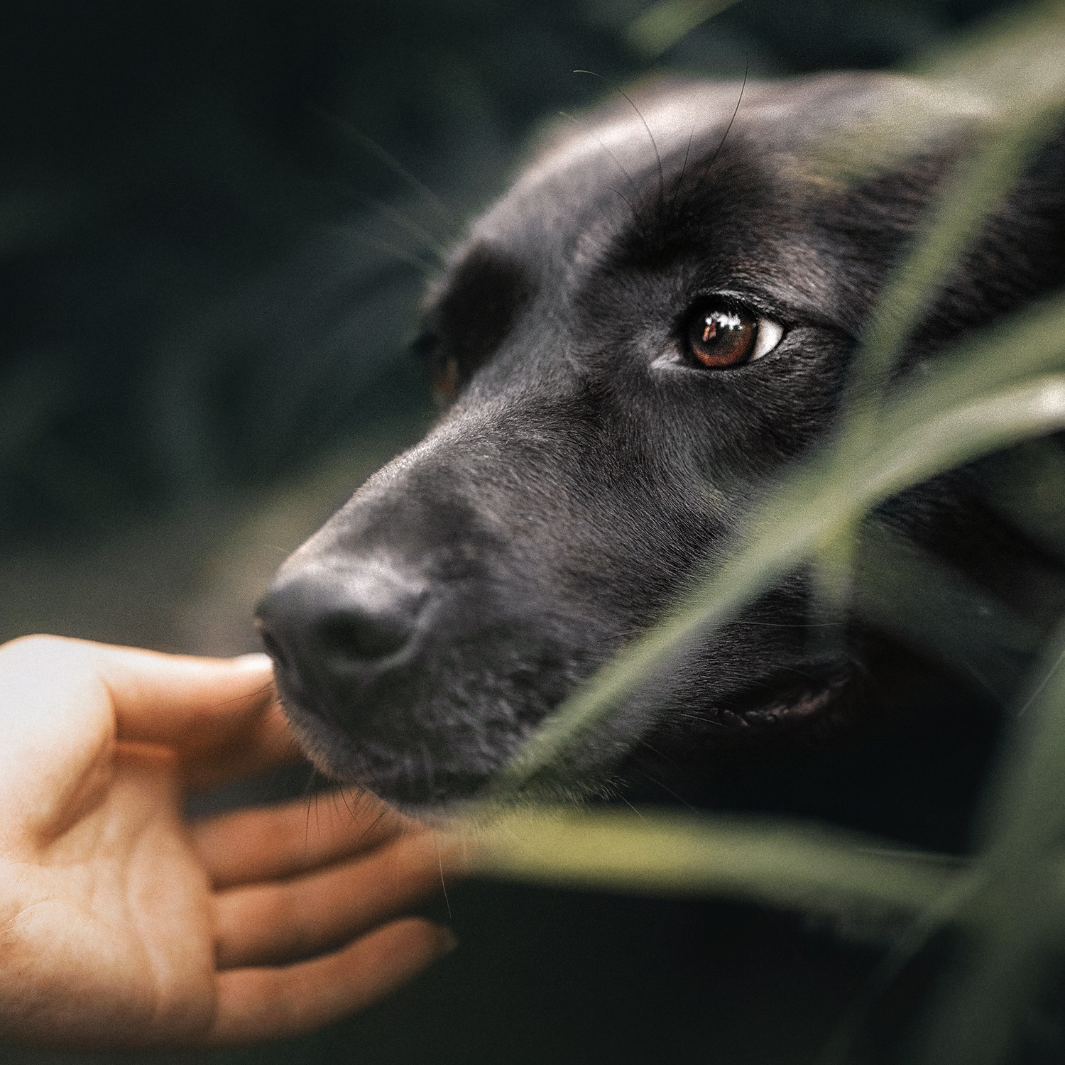 Забронировать съёмку. Фотографии о вас и вашей собаке