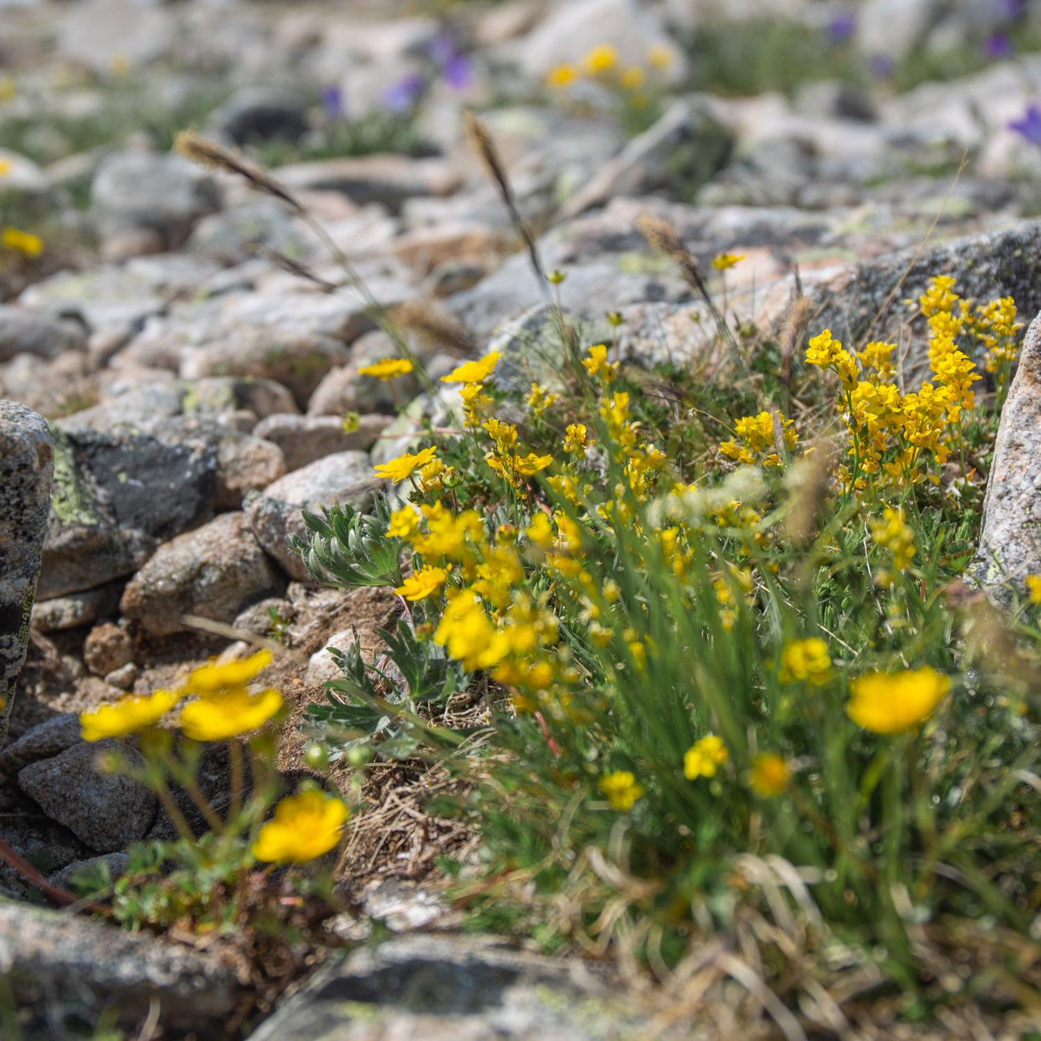 Mukhin Gorge, Teberda