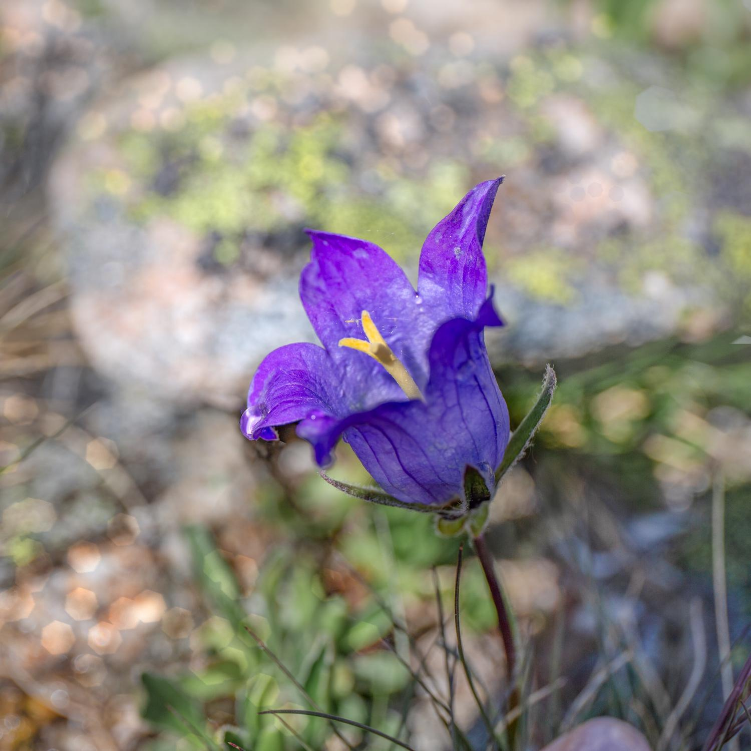 Mukhin Gorge, Teberda