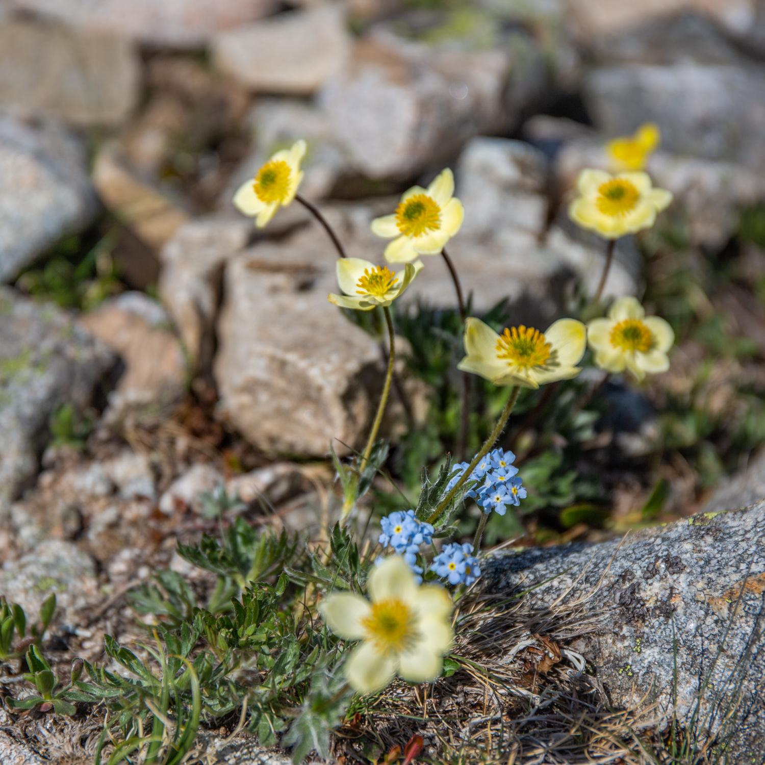 Mukhin Gorge, Teberda