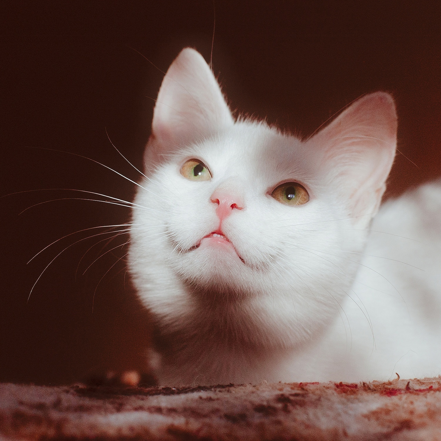 Котаны