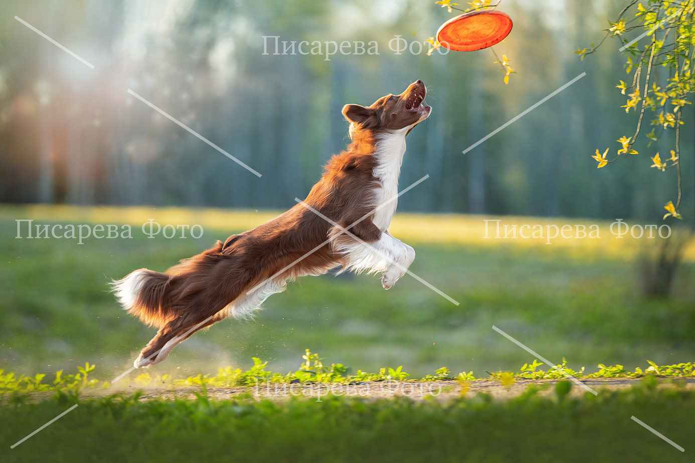 Собака играет в Фризби в полете