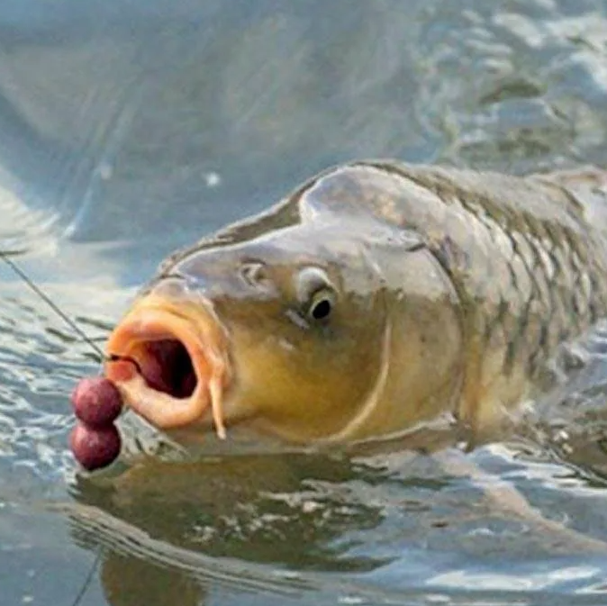 Рыбакам сезон открыт. Оздоровительный комплекс Шалово-парк Серебряные ключи