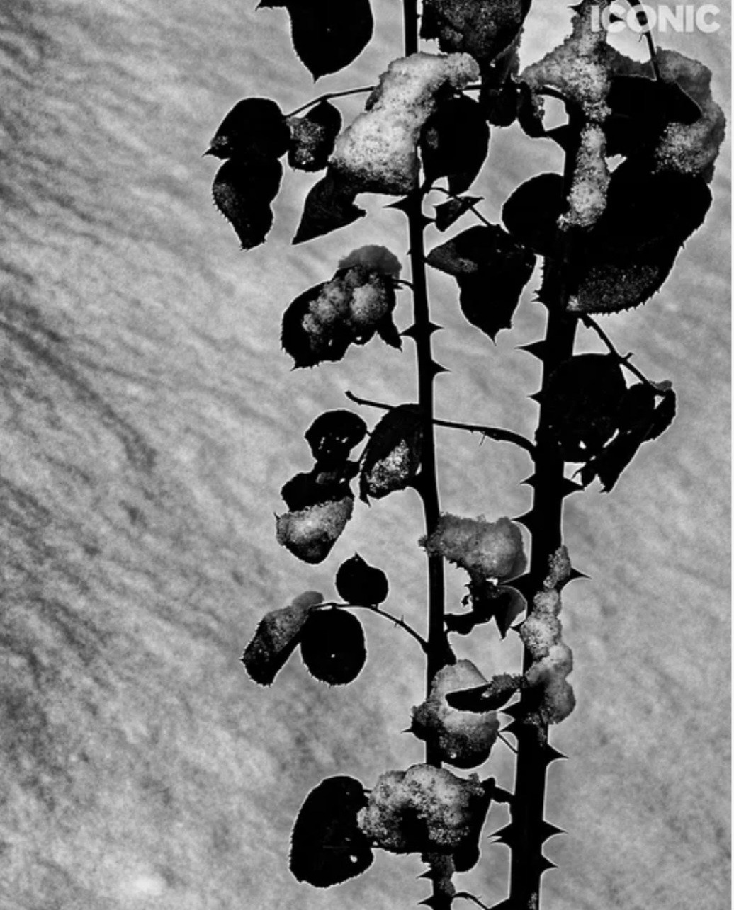 Публикации в журналах. Портретный фотограф в Москве Анна Фаустова