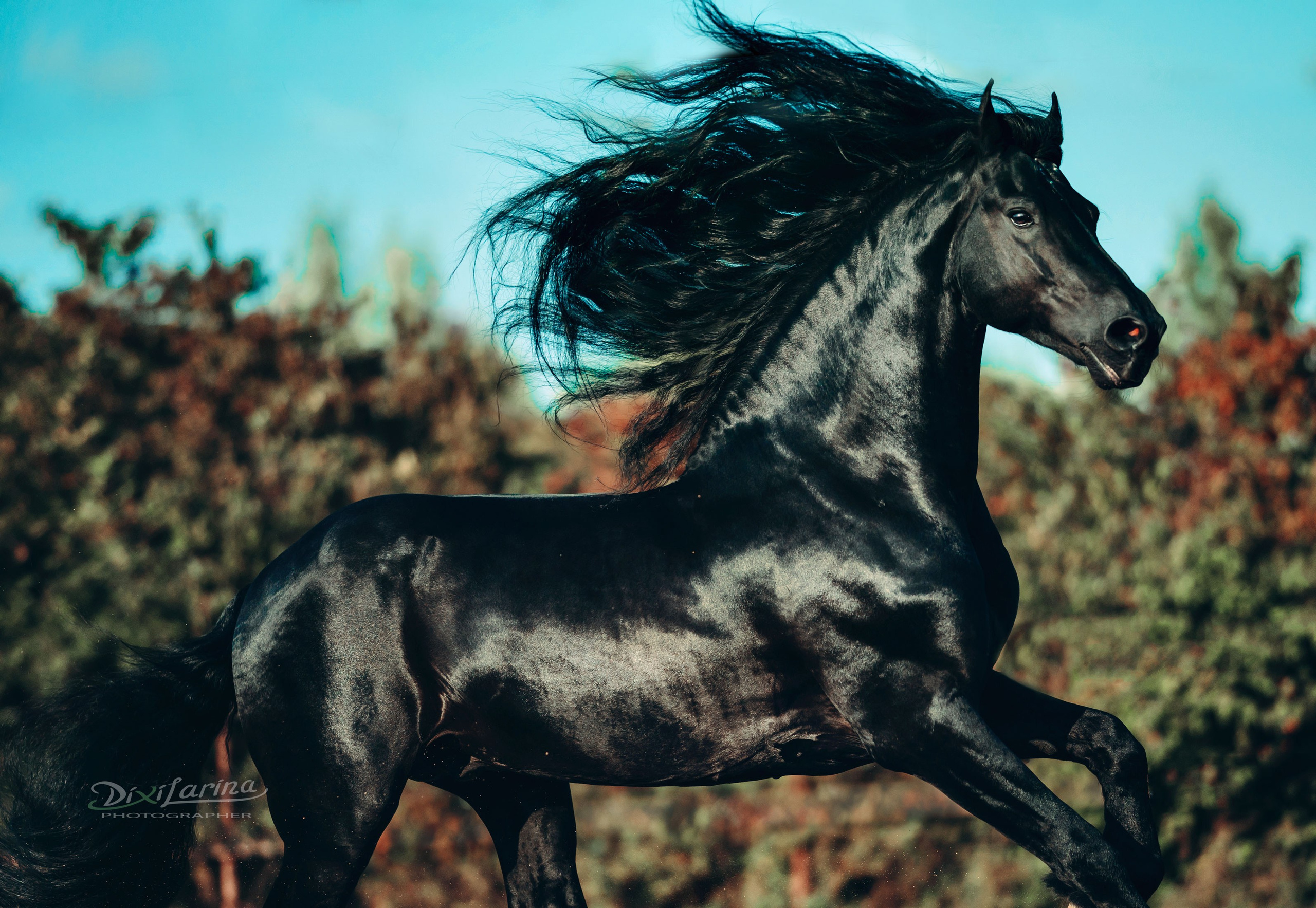 Friesian Alliance. Фризы Росиии