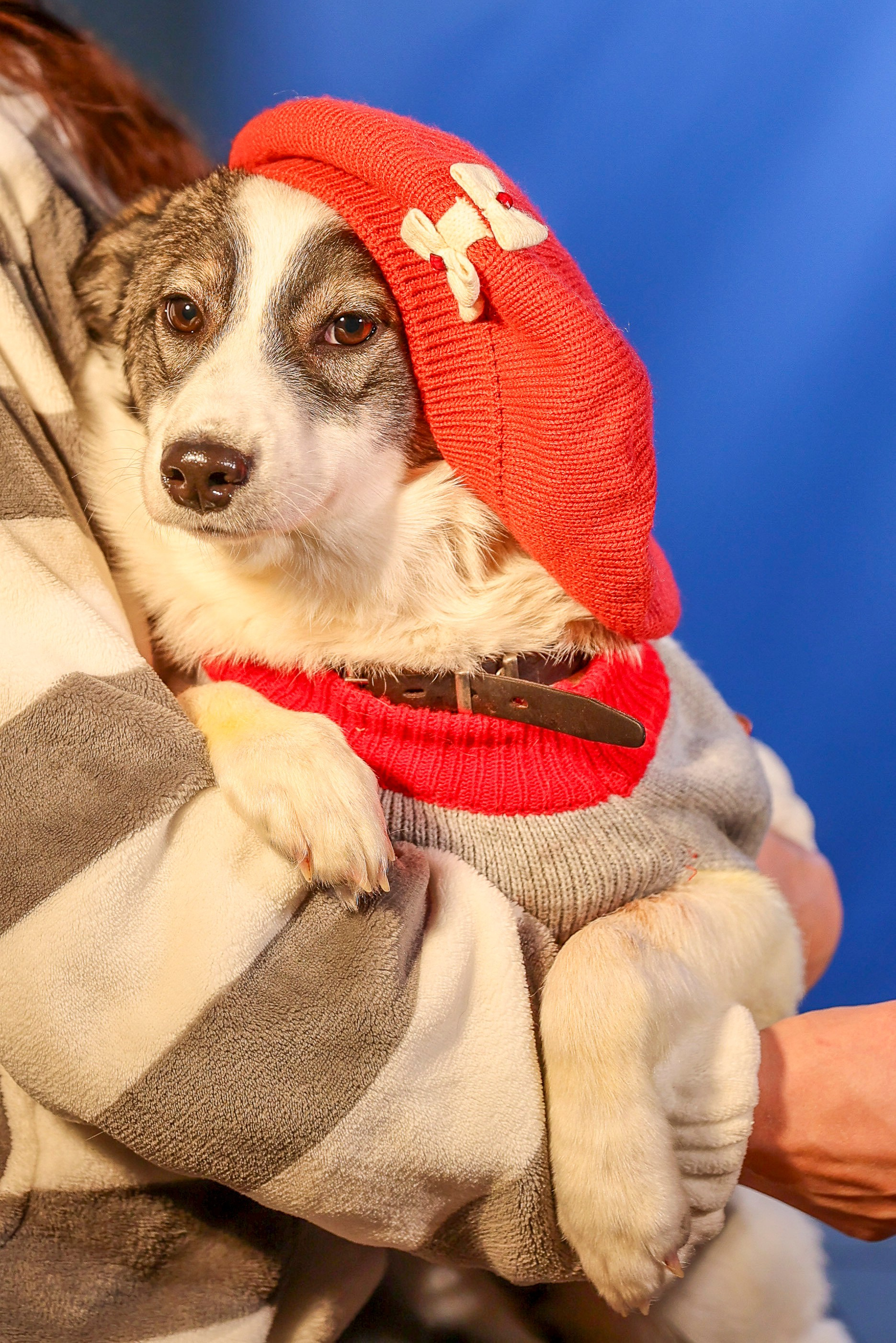 Приют четвероногий АНГЕЛ. Фотограф 📸 семейный, предметный, репортажный