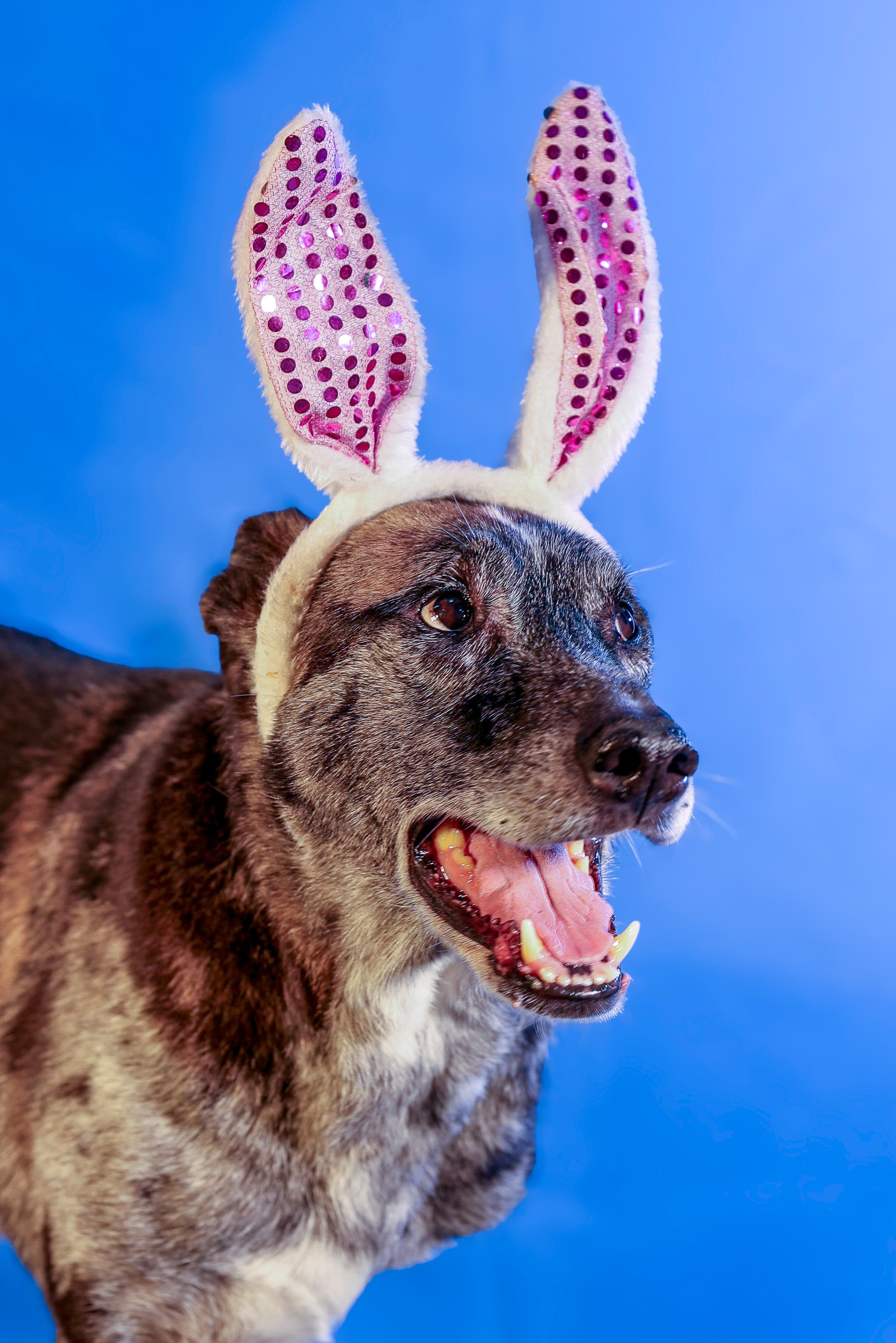 Приют четвероногий АНГЕЛ. Фотограф 📸 семейный, предметный, репортажный
