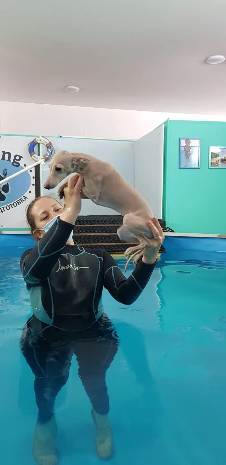 Плавание— это must-have для левретки. Professional Italian Greyhound Kennel RKF/FCI ASTI SAPPHIRE 💎 Sochi|St. Petersburg