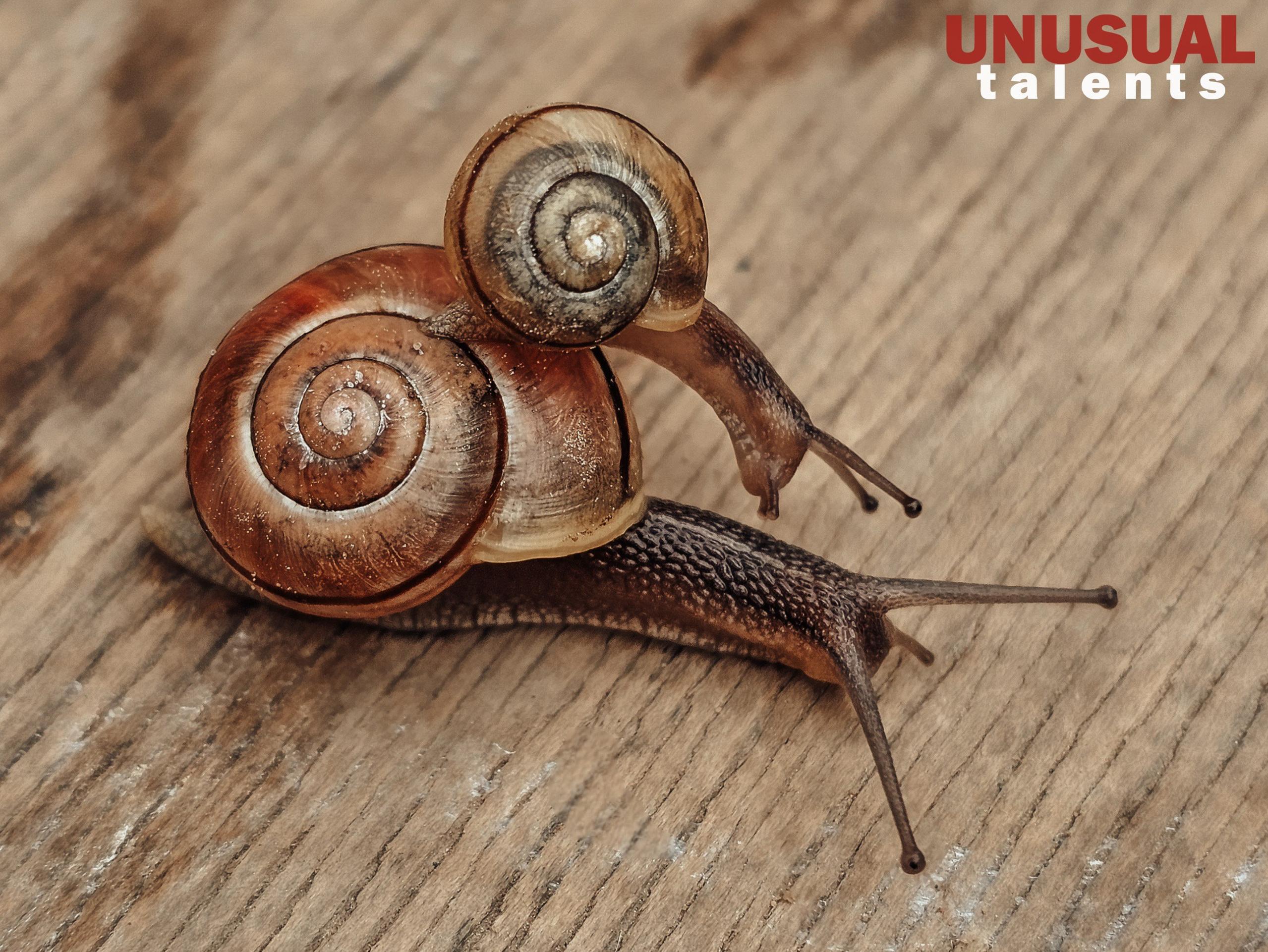 Katerina Sianko. UNUSUAL TALENT magazine