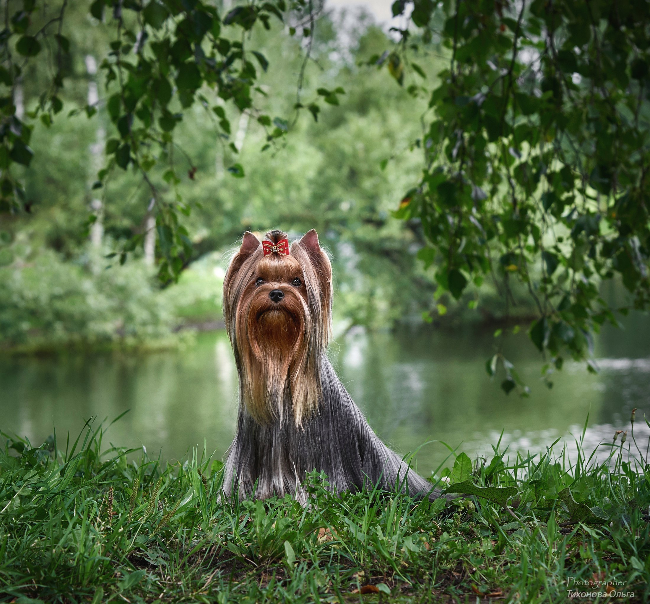 Дмитровский Талисман Щербетта. Питомник Йоркширских терьеров Дэнстайл в Санкт-Петербурге заводчик Тих