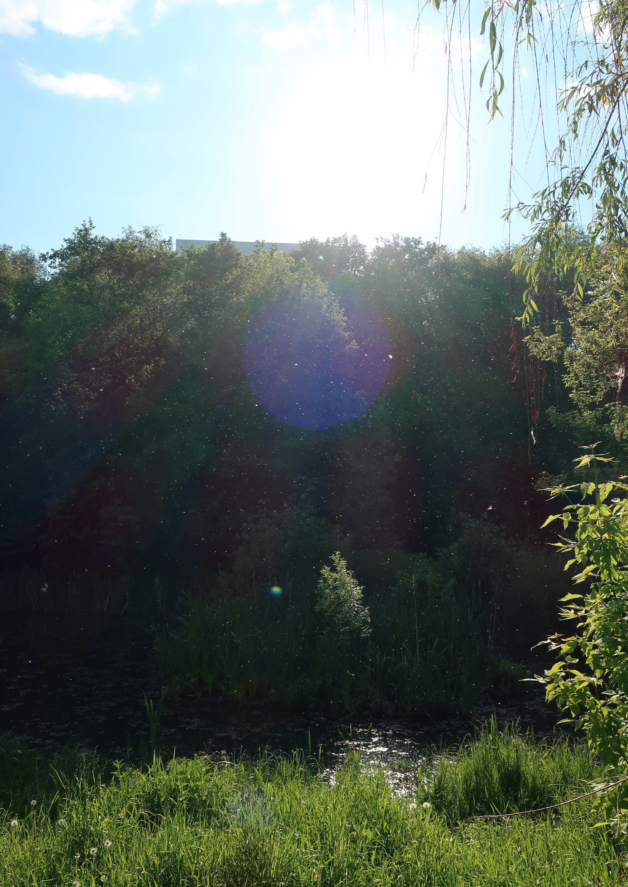 Парки Яуза, Свиблово и Свибловские пруды. Проект «Фотокладовка»: блог уличной фотографии в формате street photo