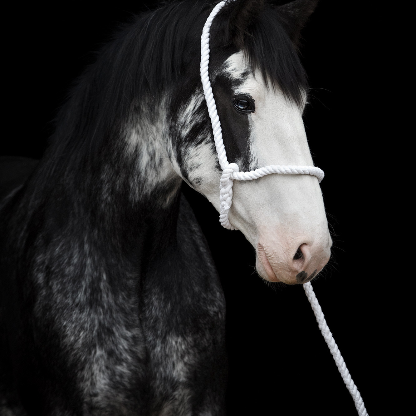 Кобыла Клайдсдейла.