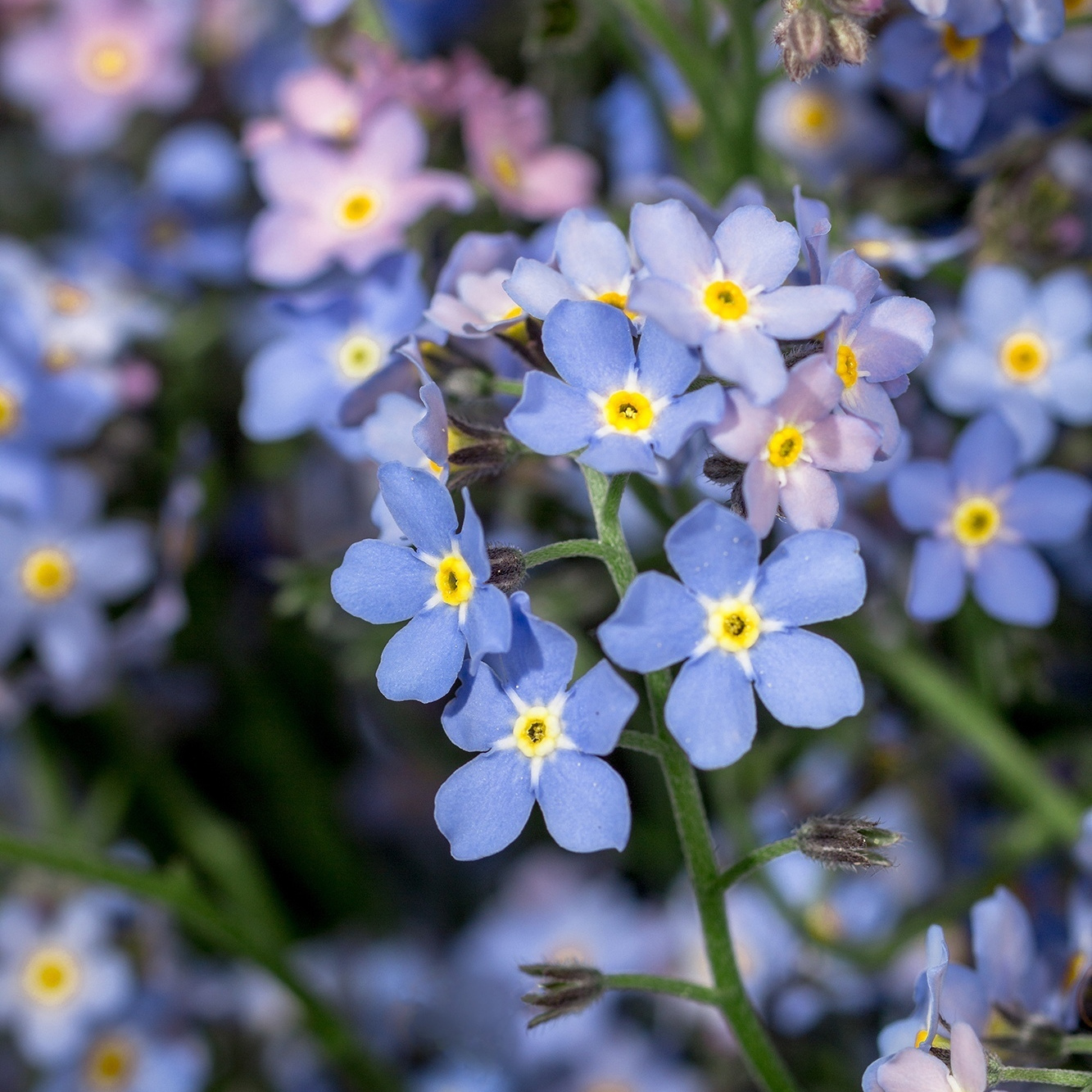 Букет из незабудок. Флорист Маргарита Гладкова