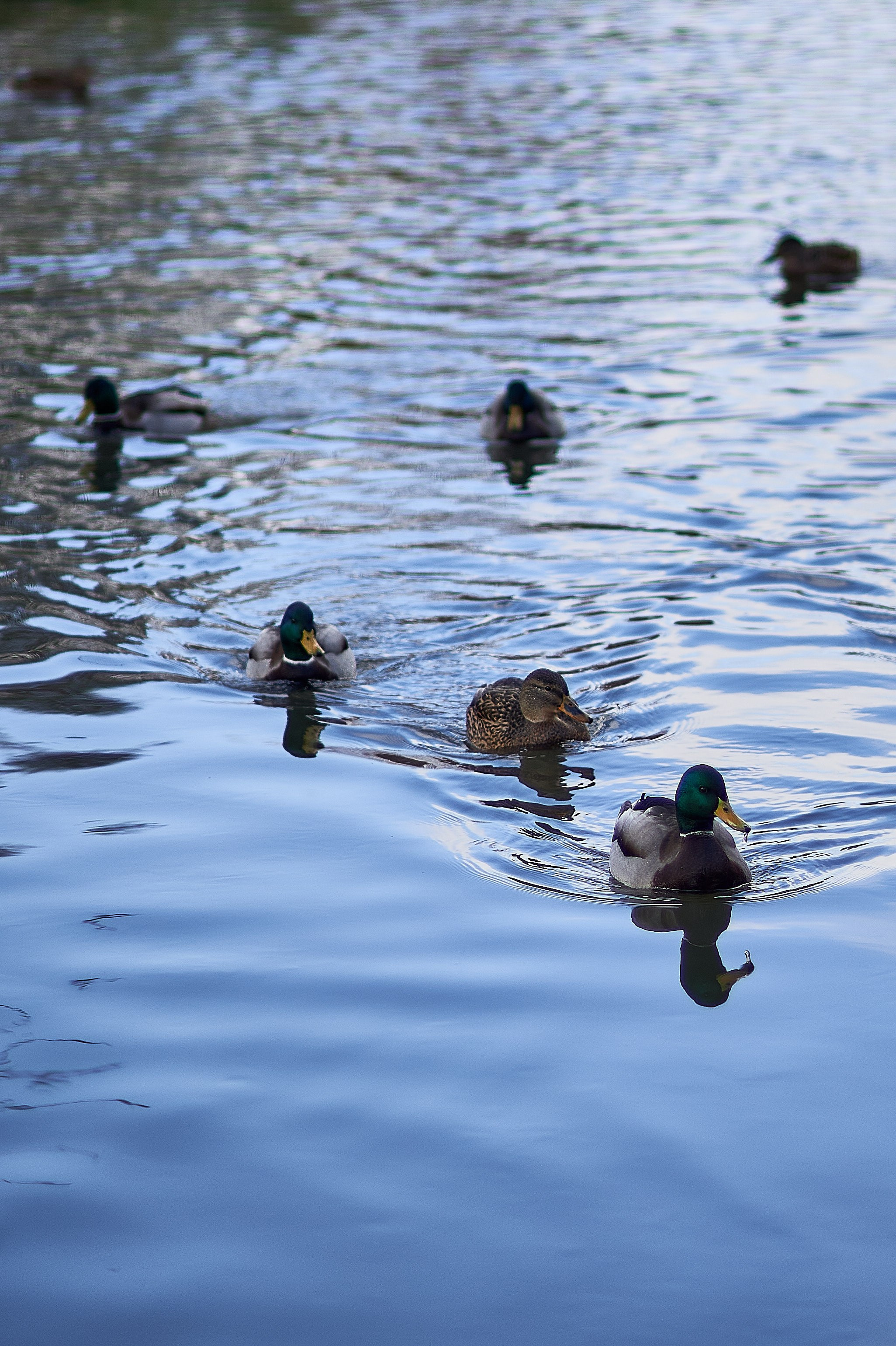 Утки, которые остаются зимовать на реке Яуза в Мытищах. Reportage event photographer in Moscow Alexander Gladkiy