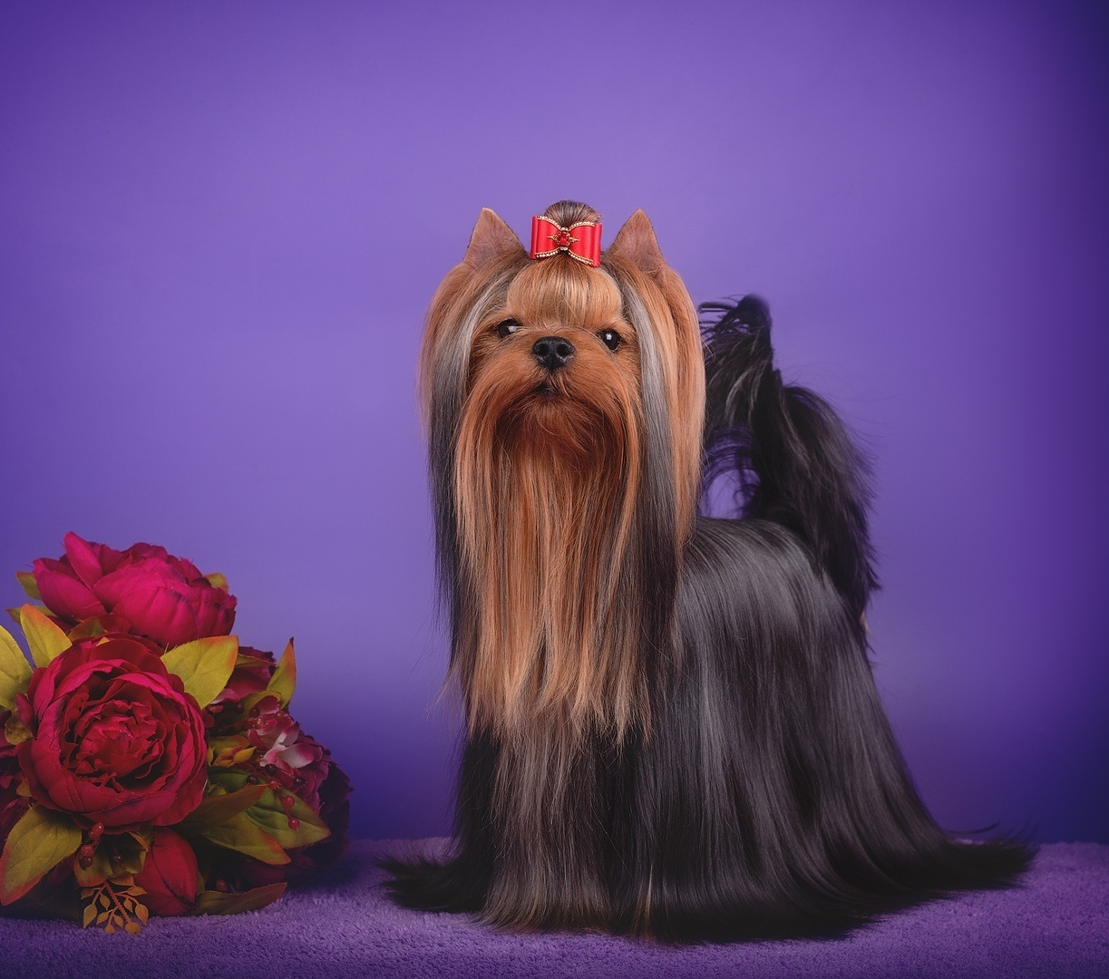 JEWEL STRlBRNE PRANI. Питомник Йоркширских терьеров Дэнстайл в Санкт-Петербурге заводчик Тих