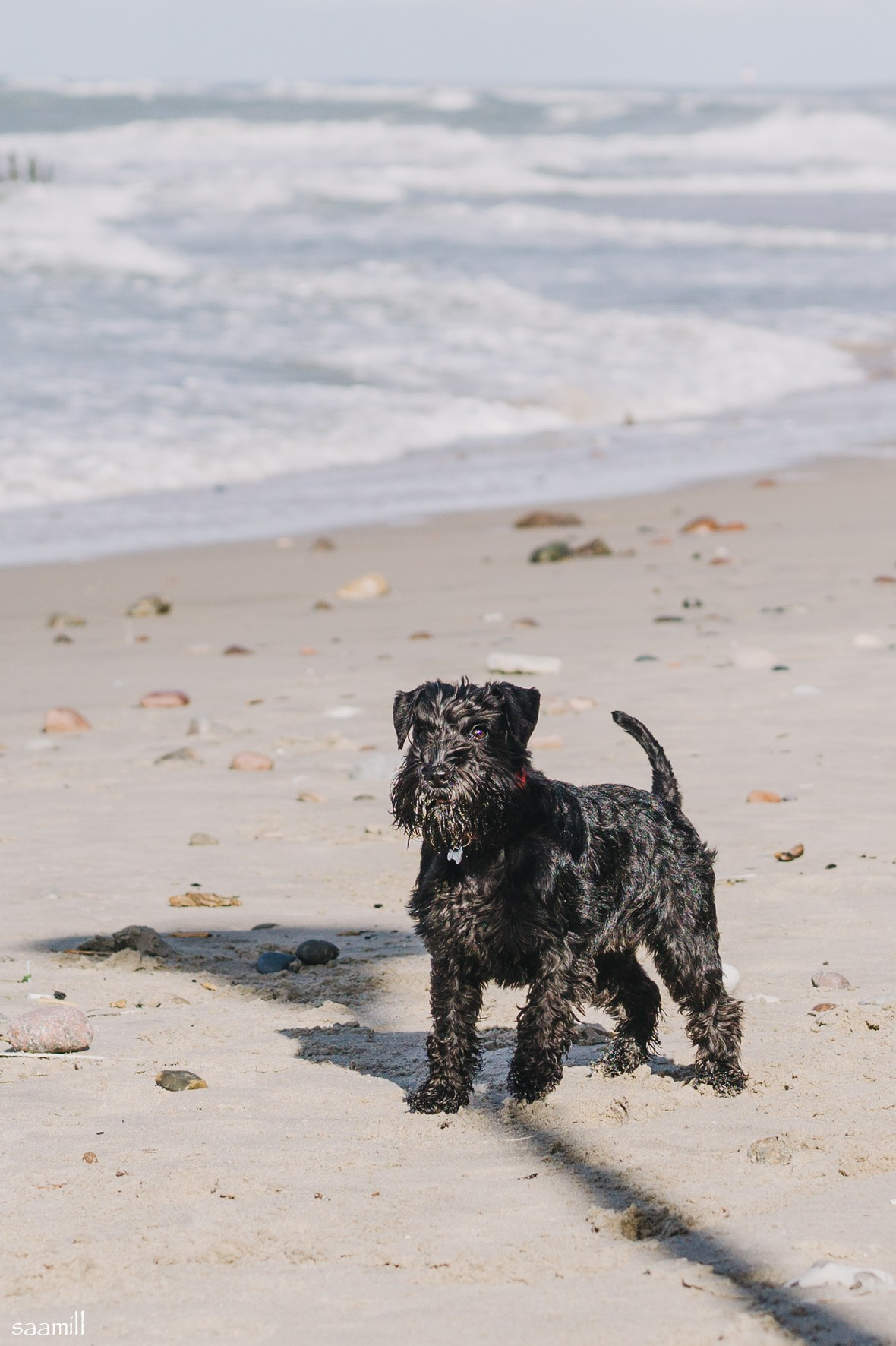 История наших встреч — 1 часть. Saamill