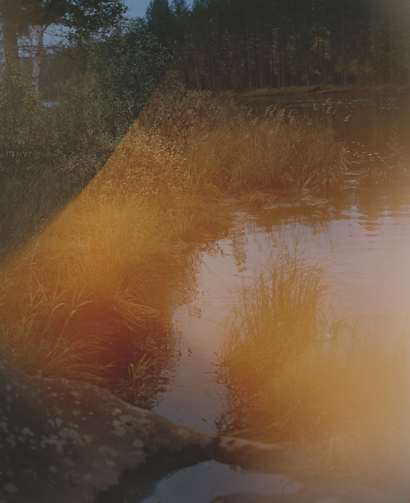 ИНТЕРВЬЮ С АВТОРАМИ: Maja Daniels. Самоорганизация Низина