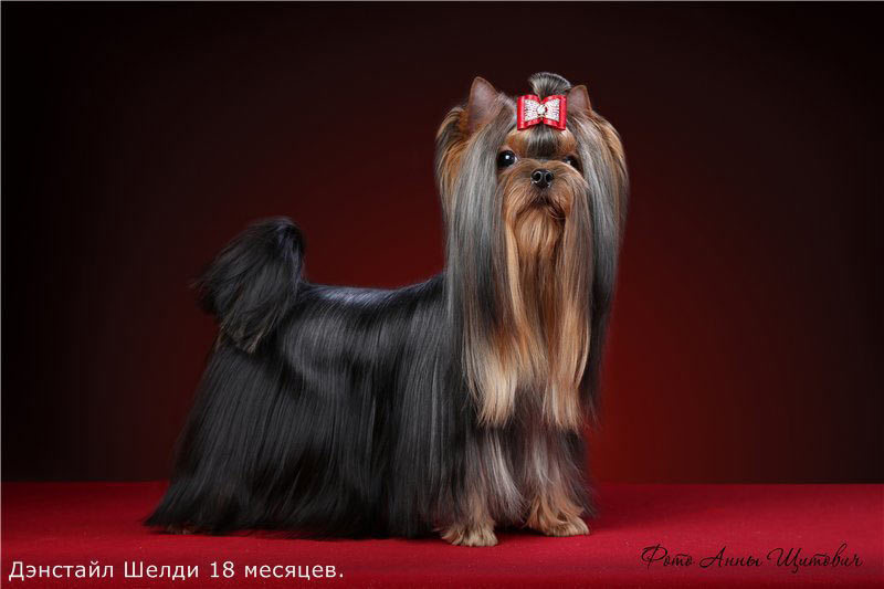 Дэнстайл Шелди. Питомник Йоркширских терьеров Дэнстайл в Санкт-Петербурге заводчик Тих