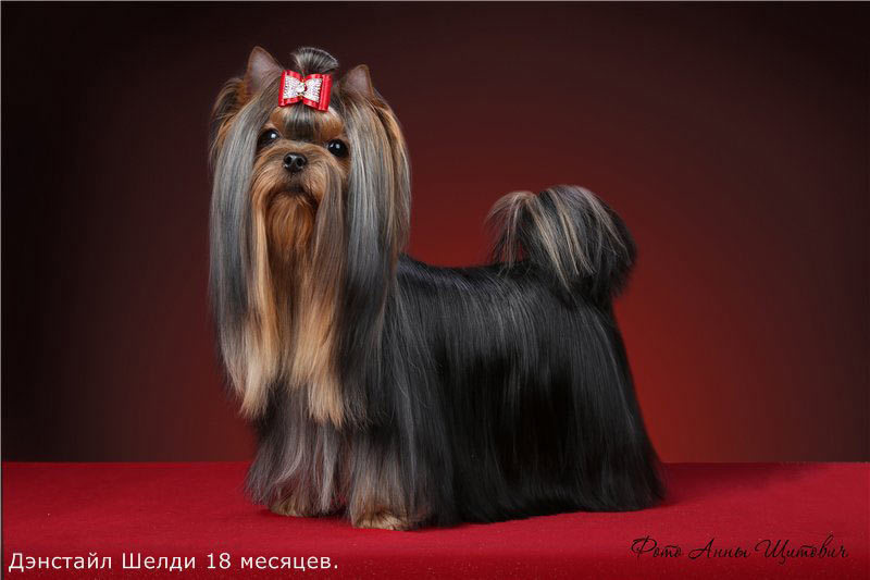 Дэнстайл Шелди. Питомник Йоркширских терьеров Дэнстайл в Санкт-Петербурге заводчик Тих