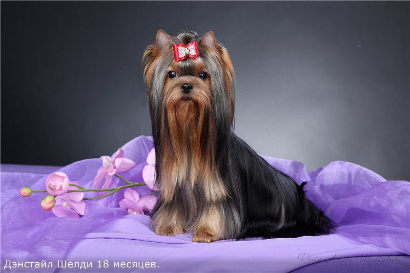 Дэнстайл Шелди. Питомник Йоркширских терьеров Дэнстайл в Санкт-Петербурге заводчик Тих