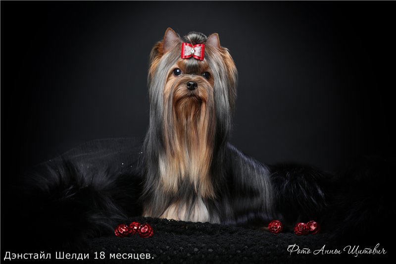 Дэнстайл Шелди. Питомник Йоркширских терьеров Дэнстайл в Санкт-Петербурге заводчик Тих