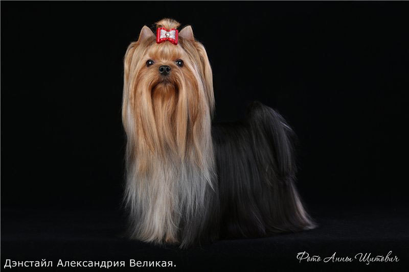 2014 г Результаты выставок. Питомник Йоркширских терьеров Дэнстайл в Санкт-Петербурге заводчик Тих