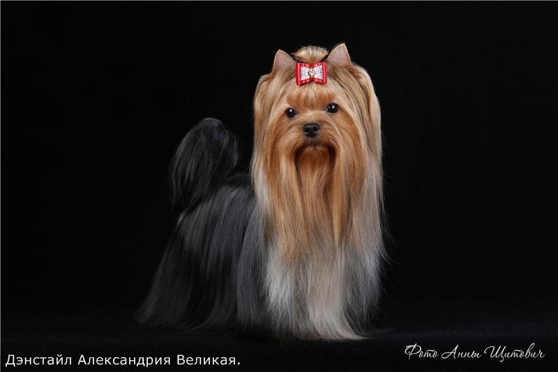 Denstail Aleksandrija Velikaja. Питомник Йоркширских терьеров Дэнстайл в Санкт-Петербурге заводчик Тих