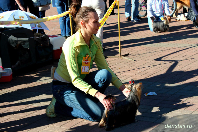 2011-2012 г Результаты выставок. Питомник Йоркширских терьеров Дэнстайл в Санкт-Петербурге заводчик Тих