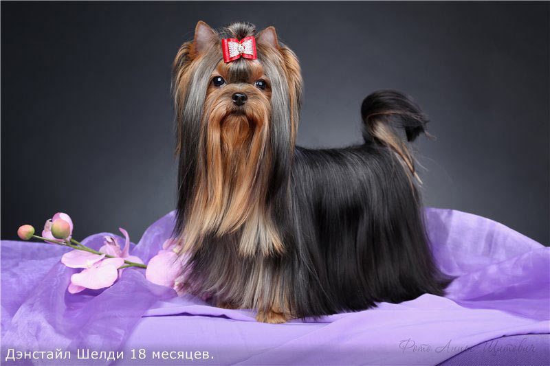 Дэнстайл Шелди. Питомник Йоркширских терьеров Дэнстайл в Санкт-Петербурге заводчик Тих