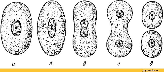 Соединение и разделение с другими людьми. Фотограф, психолог в Москве, Жуковском, Раменском Галина Майлер