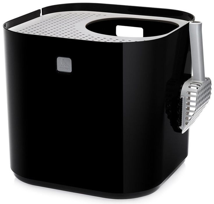 Котёнок американской бурмы. Las Burmas — питомник американской бурмы традиционных линий