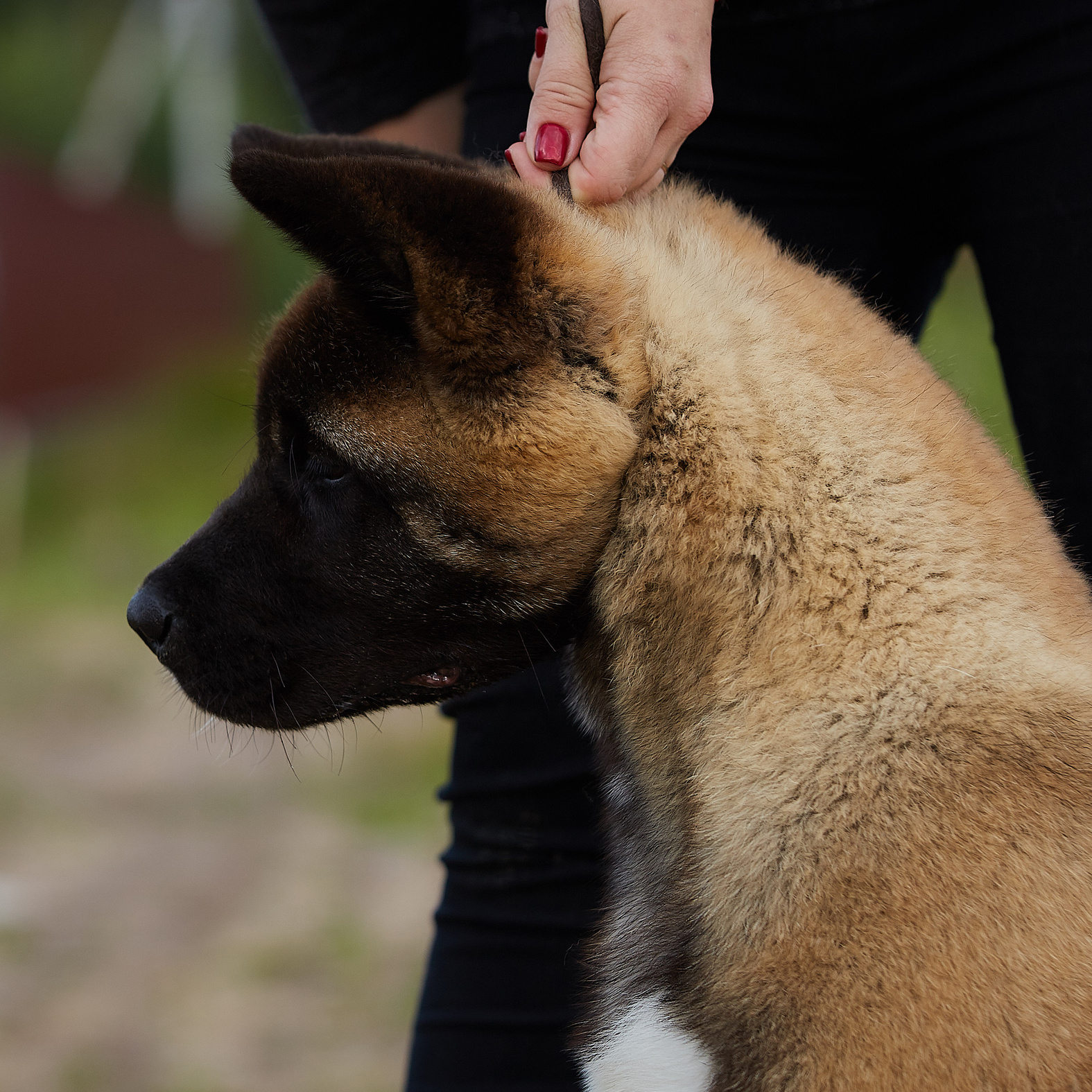 FREE AMERICAN AKITA PUPPIES. AMERICAN AKITA RUBYLIGHT KENNEL I SHIBA-INU
