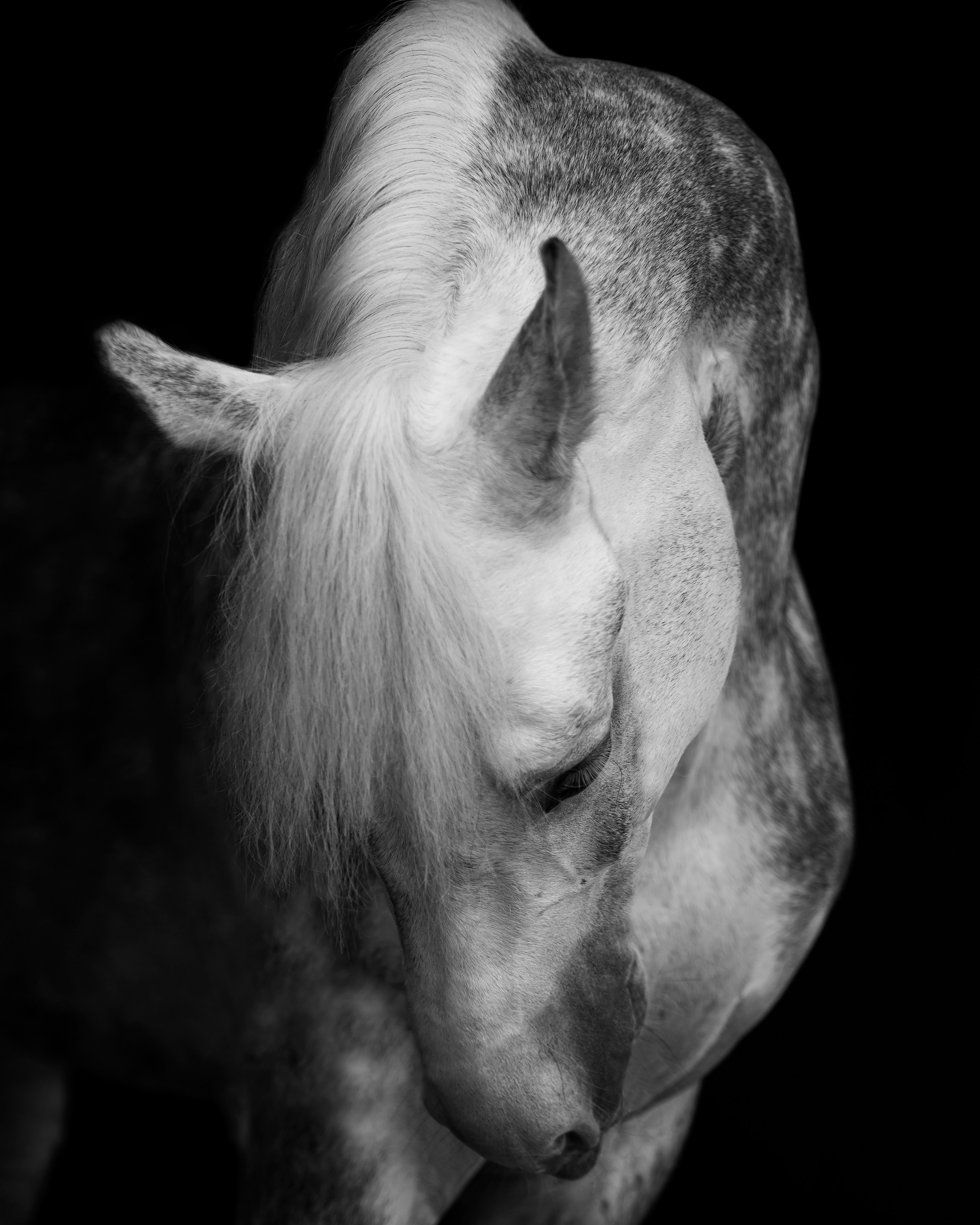 фото для интерьера, отпечаток, авторская фотография, купить отпечаток, купить фотографию, фото лошадей, фото лошади, красивые лошади, принт, цифровой отпечаток