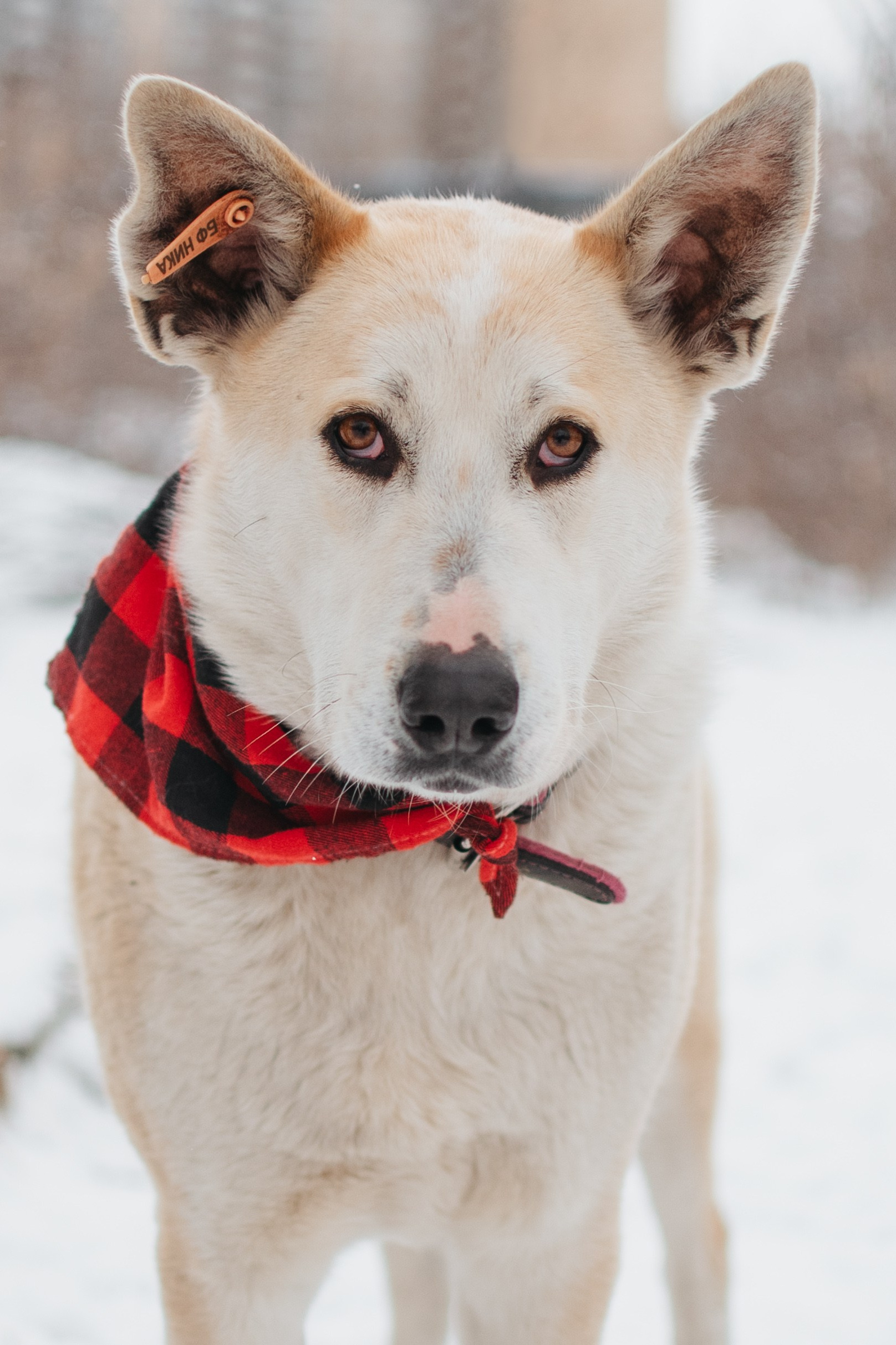 Животные на пристройство. Фотограф-анималист Валерия, Москва, Мытищи
