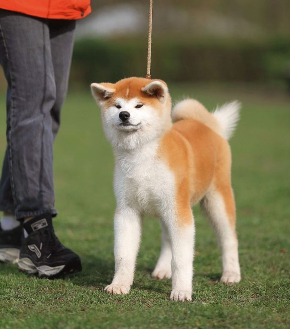 Female. Kennel Akita inu