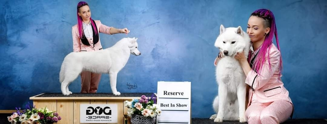 НАШИ ВЫПУСКНИКИ, собаки нашего разведения. Питомник собак Акита, Хаски, Корги