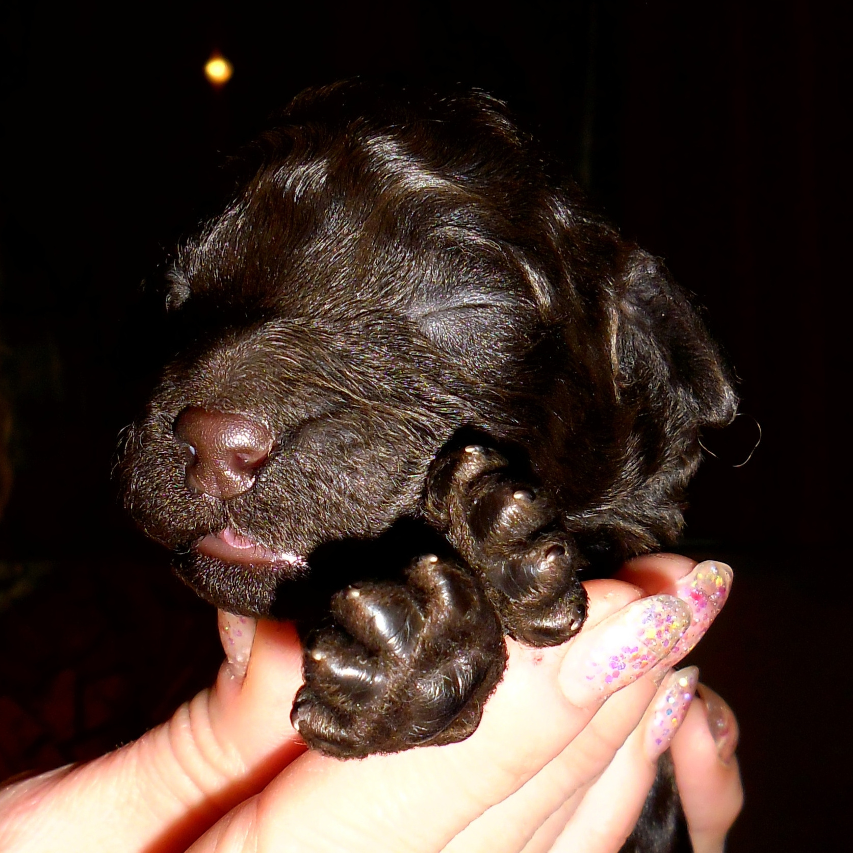 Щенки в питомнике. Питомник Больших Пуделей «Мое Соло»