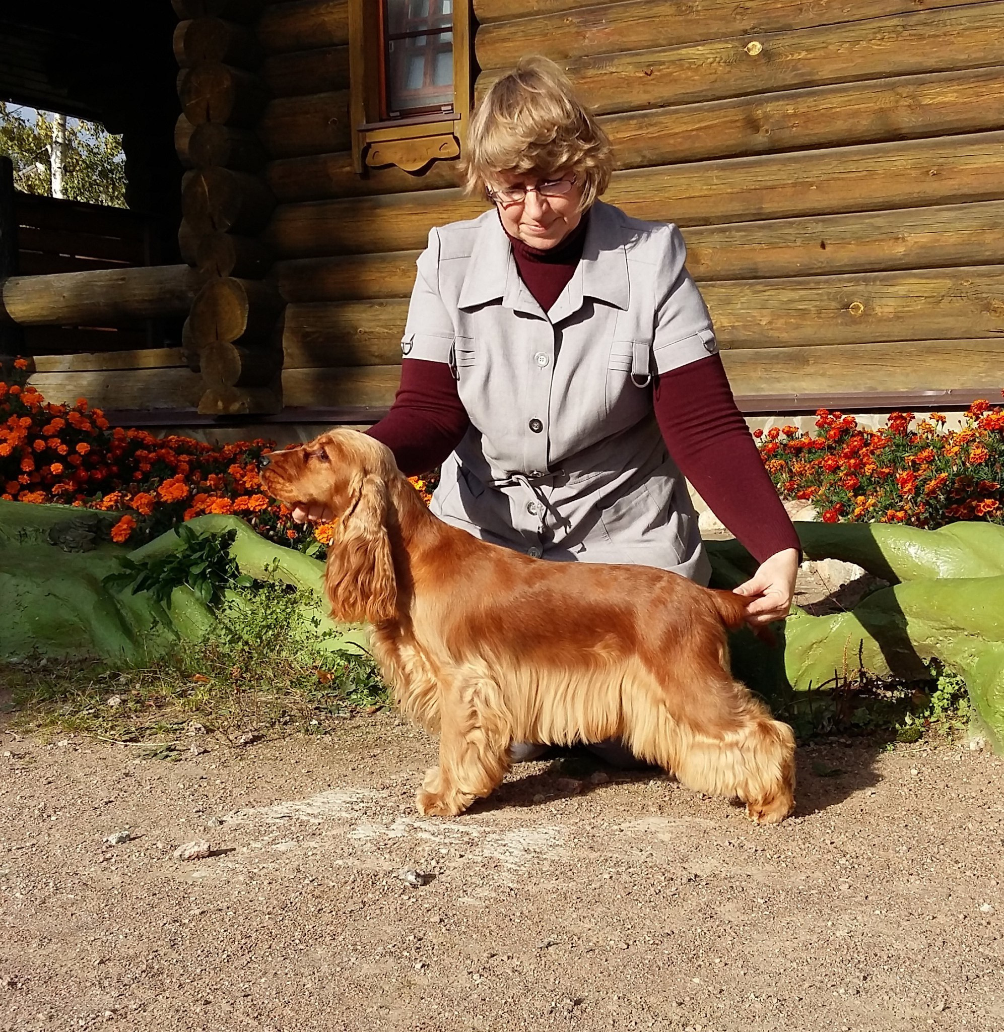 2015 г Результаты выставок. Питомник Йоркширских терьеров Дэнстайл в Санкт-Петербурге заводчик Тих