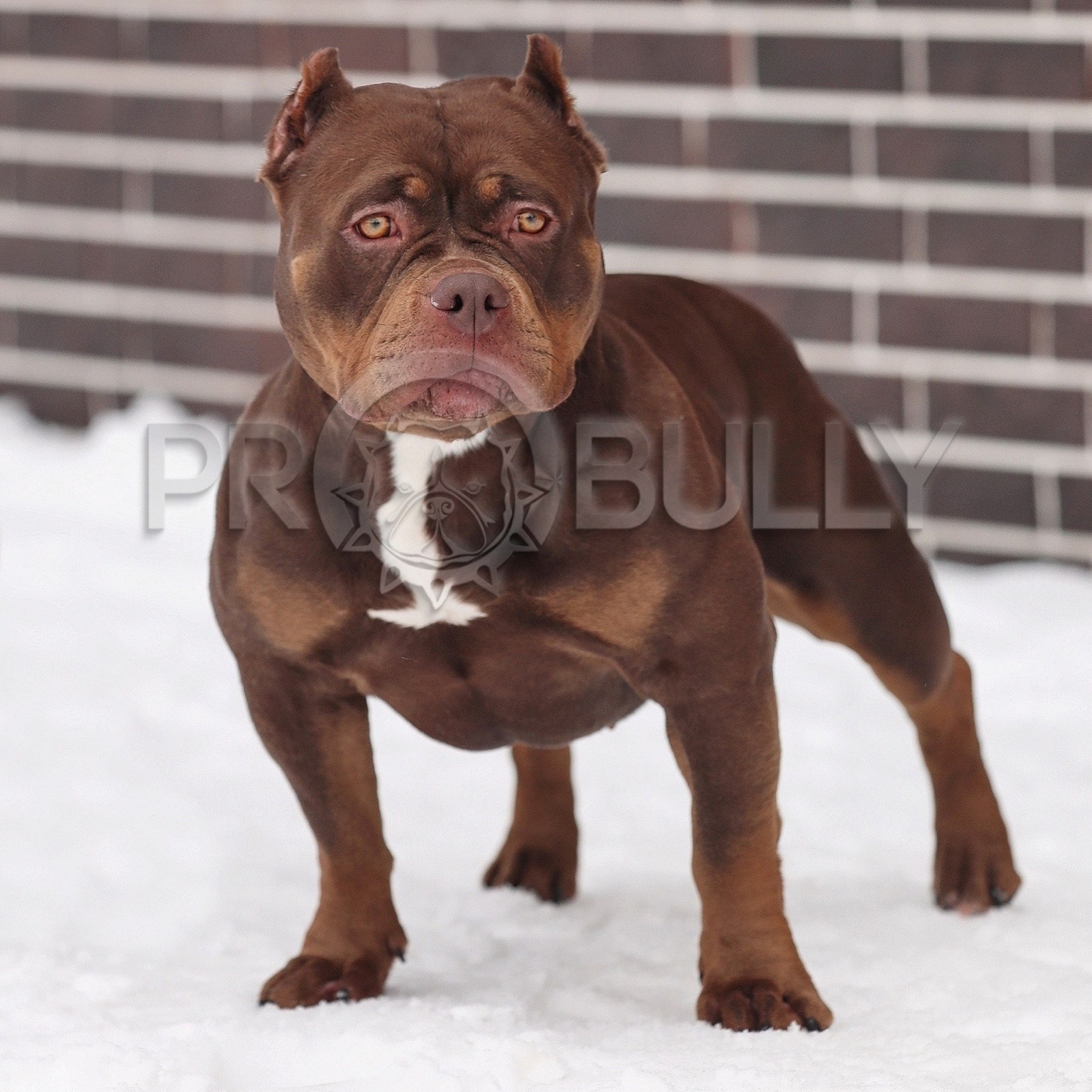 продажа щенков American Bully в Пензе