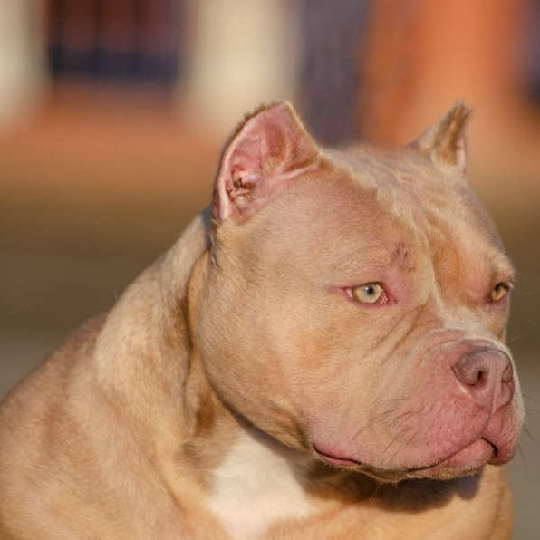 Глория - американский булли покет