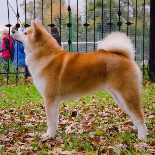 GRADUATES OF THE KENNEL. SHIOMARU Shiba and Akita Inu Kennel