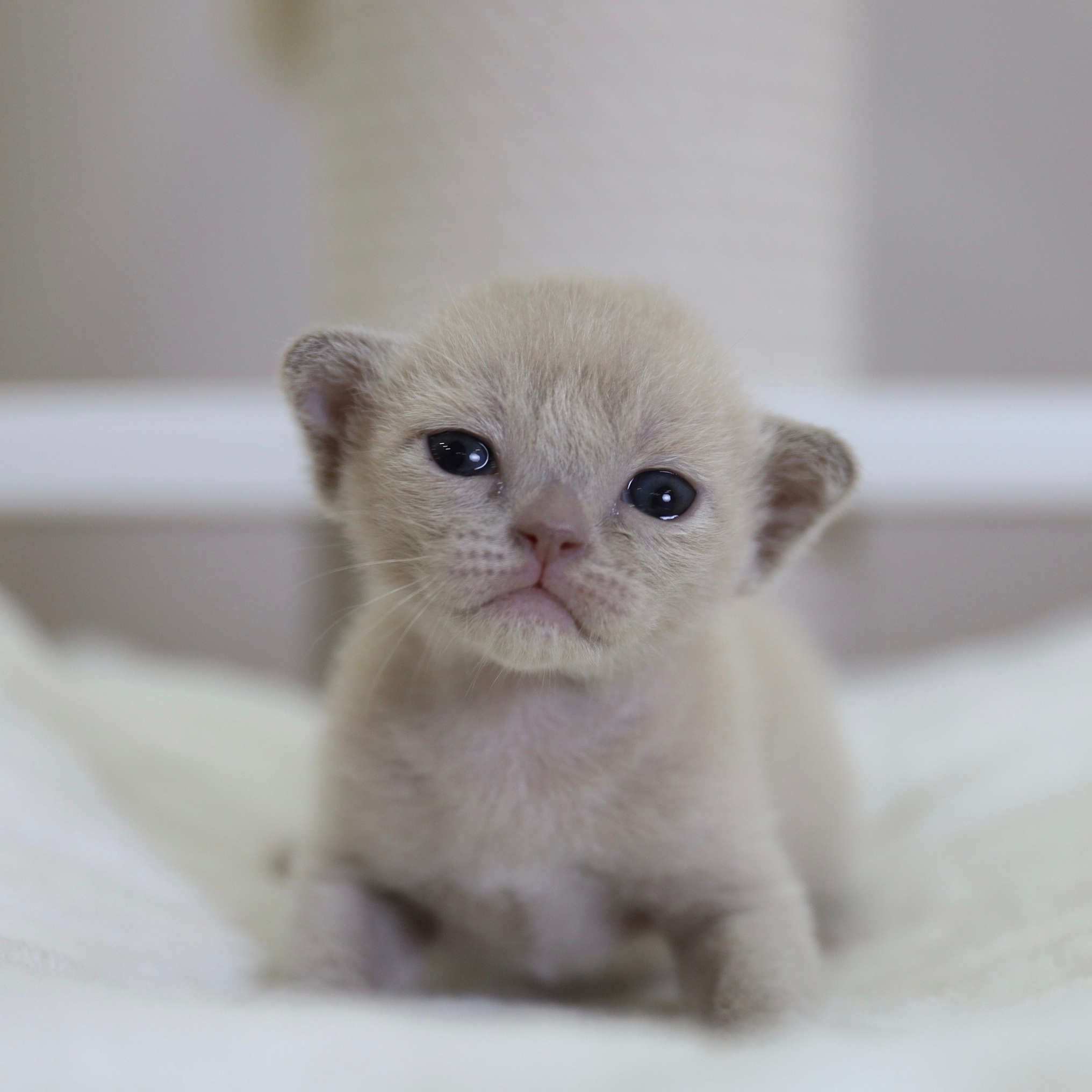 Котята. Питомник «Bouncy Life»