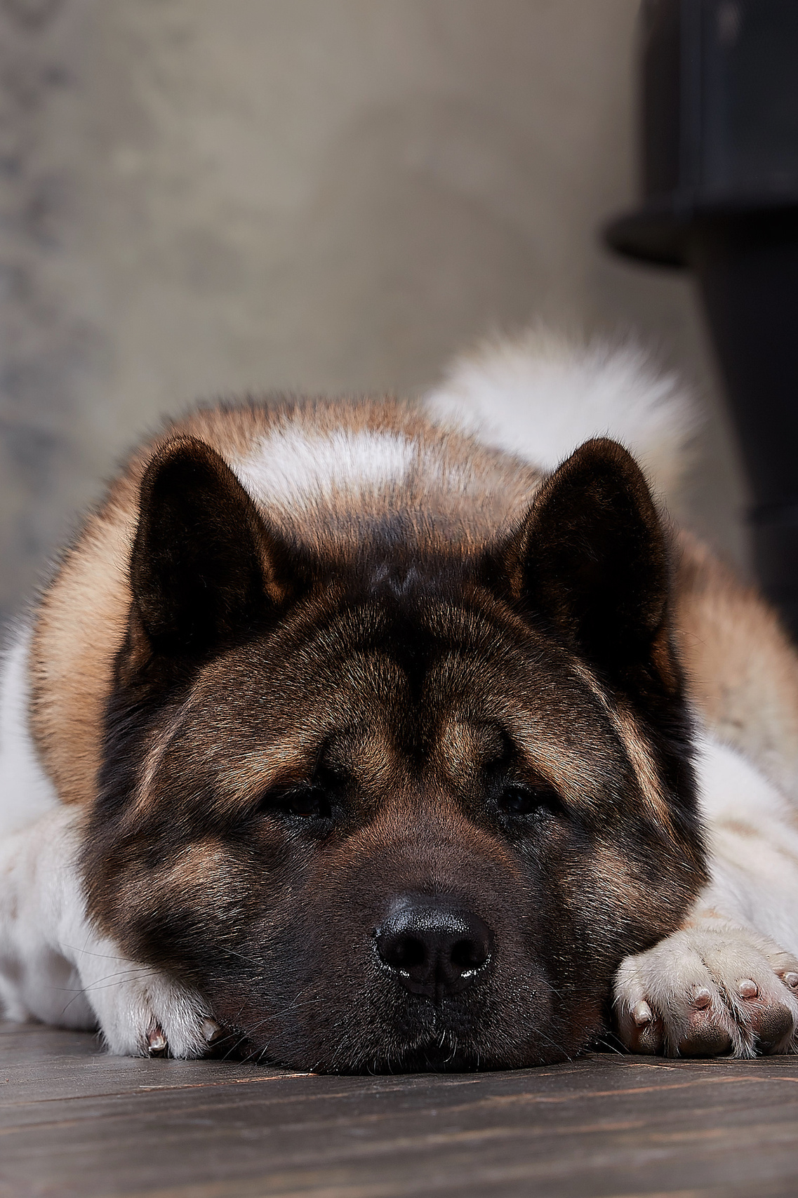 Новости питомника RUBYLIGHT, американская акита. Американская акита I Сиба ину I Питомник RUBYLIGHT