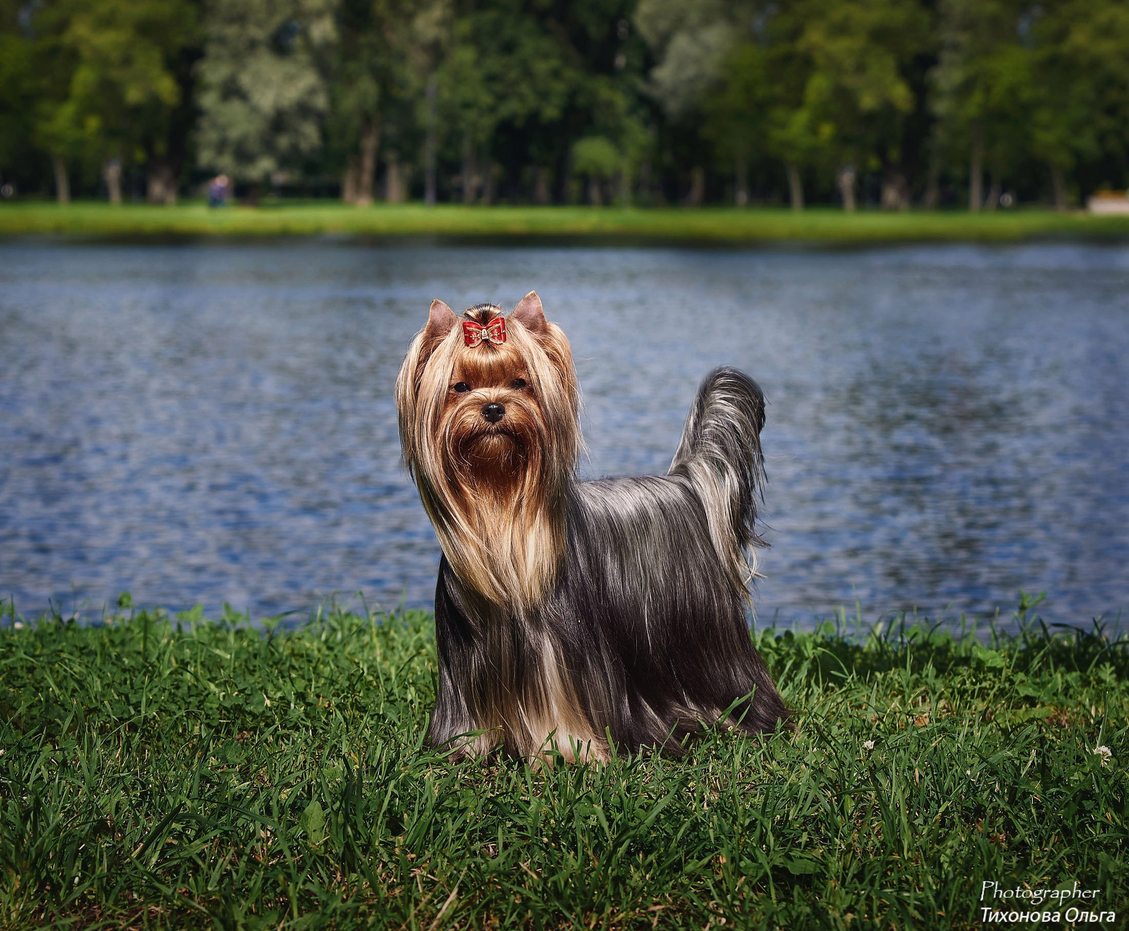 Дмитровский Талисман Щербетта. Питомник Йоркширских терьеров Дэнстайл в Санкт-Петербурге заводчик Тих