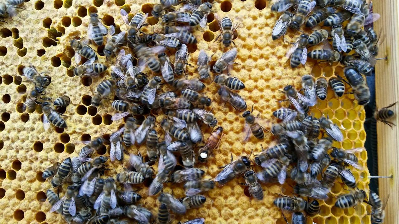 Пасека экофермы и работы на ней. Эко отдых в Подмосковье в эко-отеле Марии Гиппенрейтер